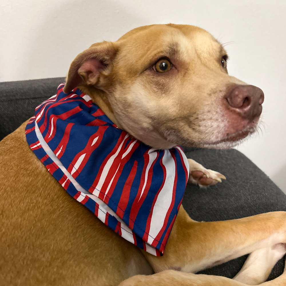 Mafia Stripes Pet Bandana