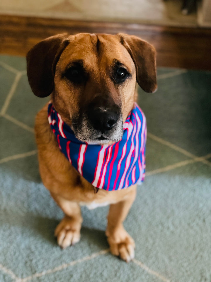 Mafia Stripes Pet Bandana
