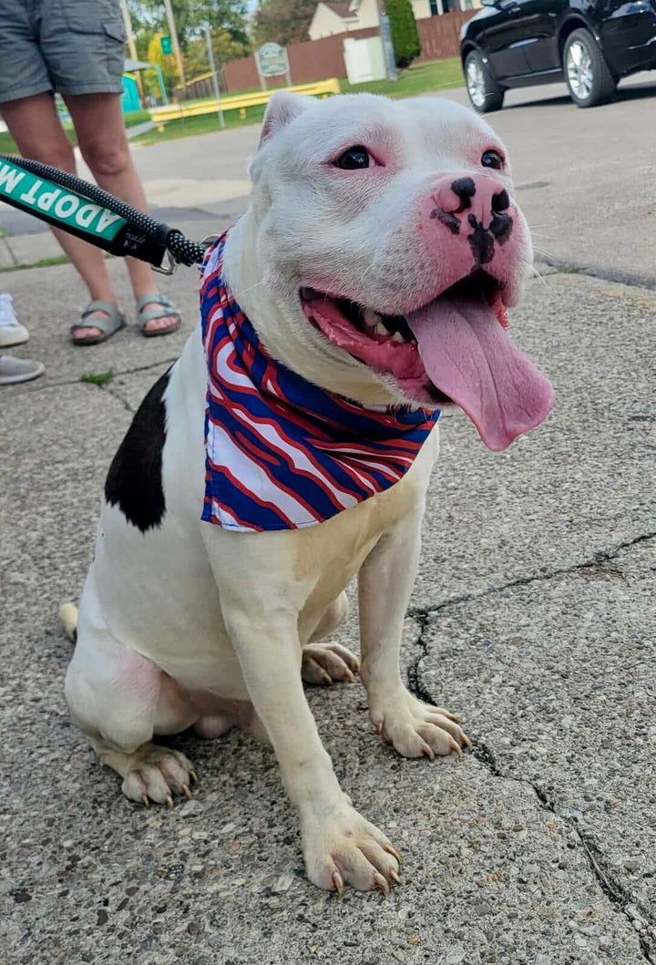 Mafia Stripes Pet Bandana